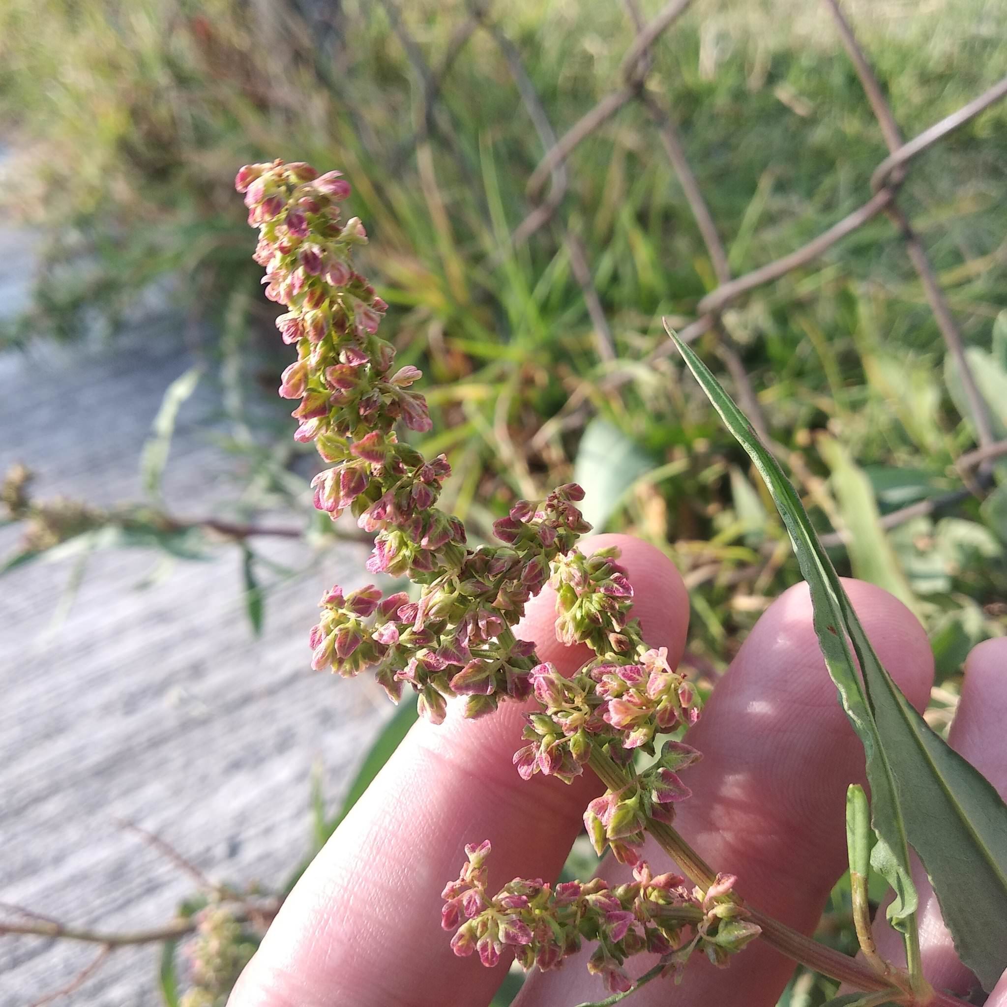 Rumex mexicanus